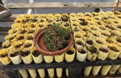 Spruce sprouts